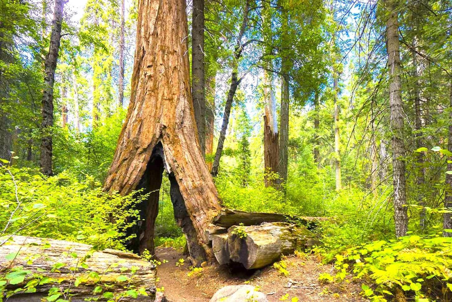 Hébergement de vacances Sequoia Trails, Mountains, Fun&relax *