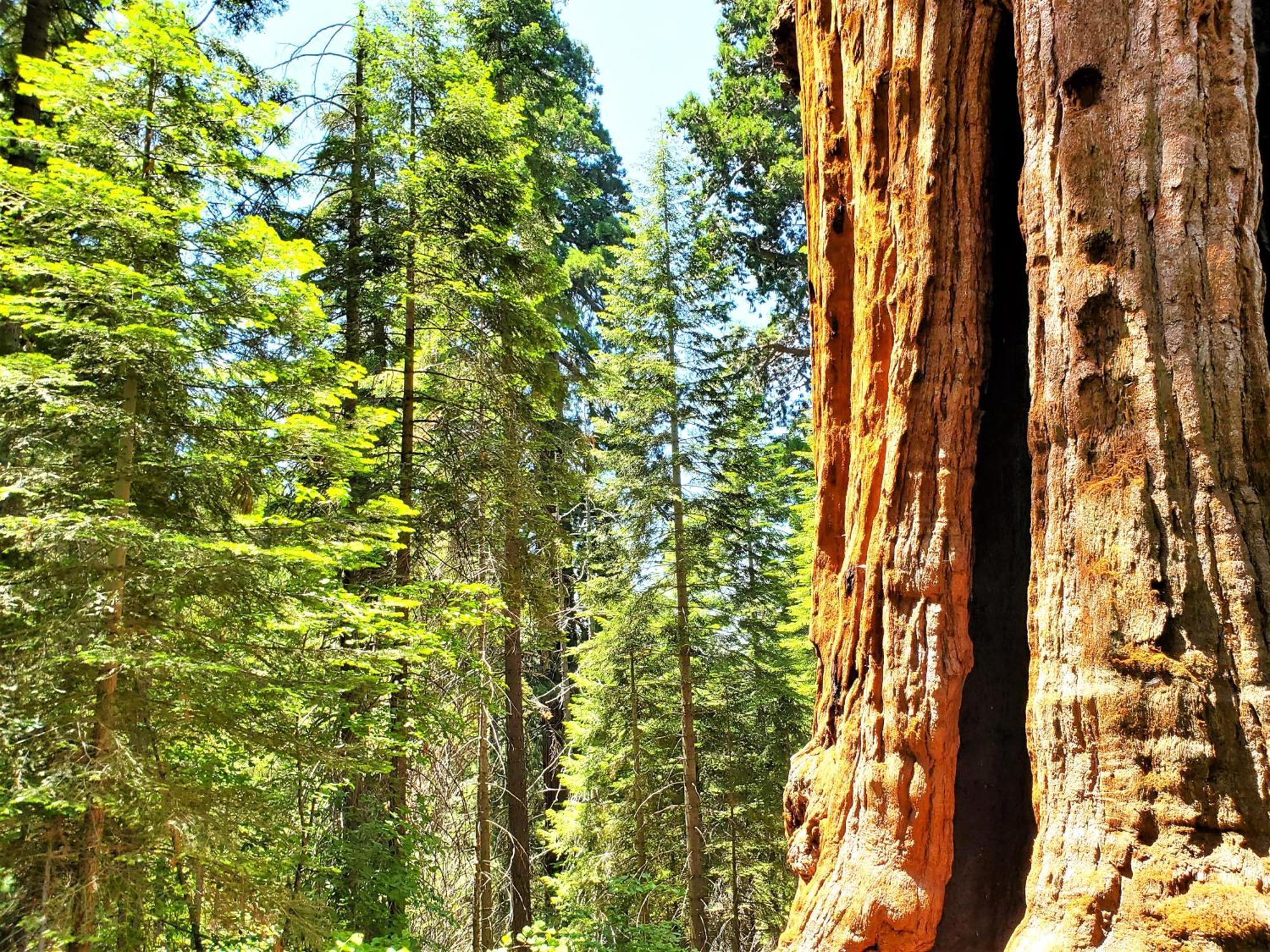 Sequoia Trails, Mountains, Fun&relax Hébergement de vacances Ponderosa